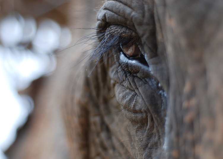 Elephants of Thailand