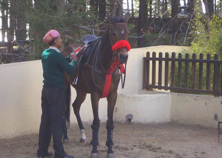Wildflower Hall horse riding