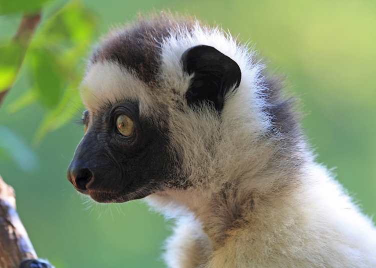 Verreaux's sifaka, Isalo National Park