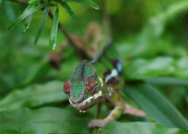 Panther chameleon on Nosy Mangabe