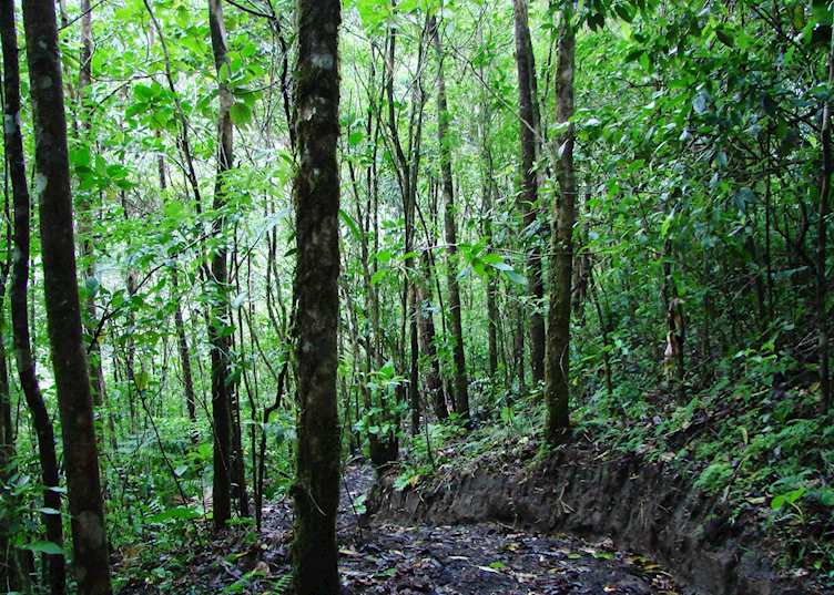 Cloud-forest, Costa Rica