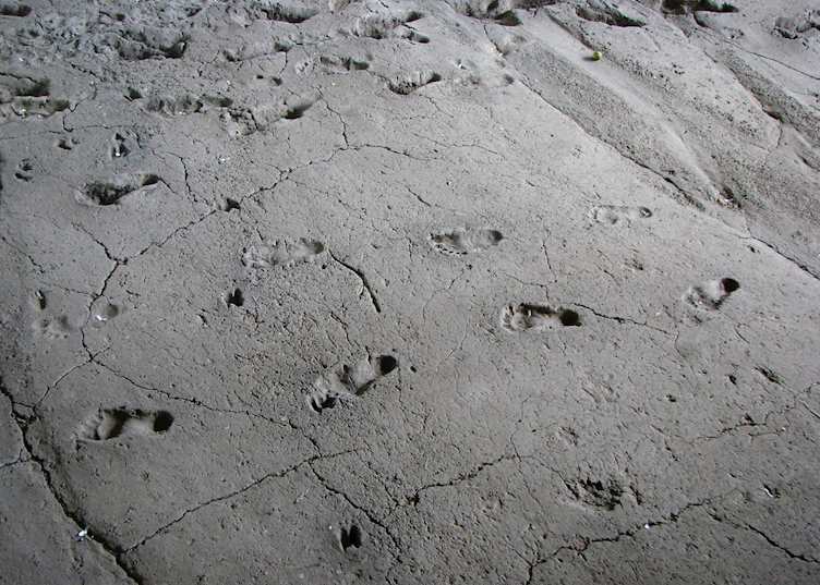 6,000 year old human footprints, Managua
