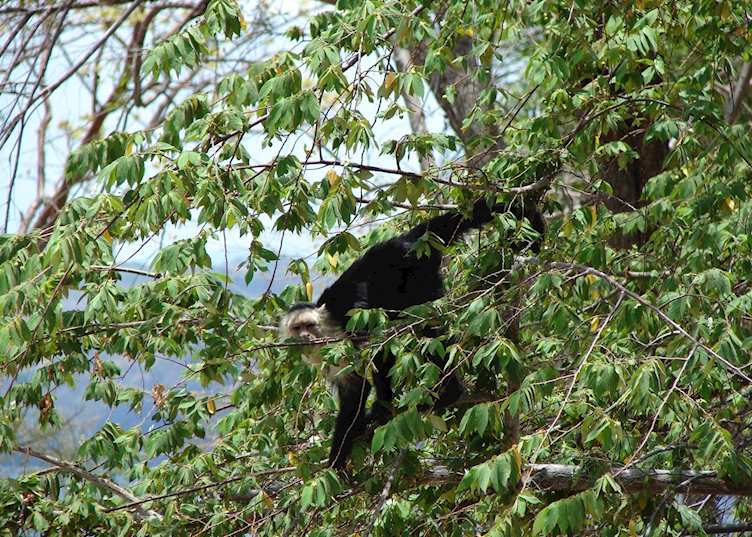 Capuchin monkey, Golfo de Papagayo