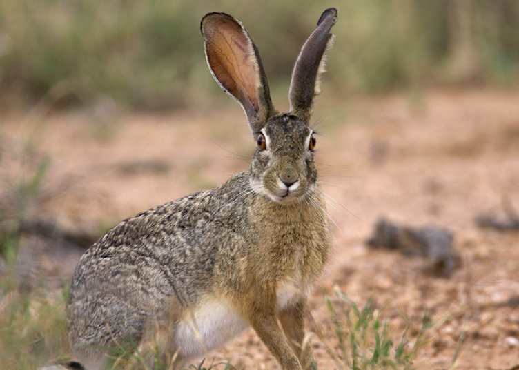 Crawshay's hare on the Il Ngwesi Group Ranch
