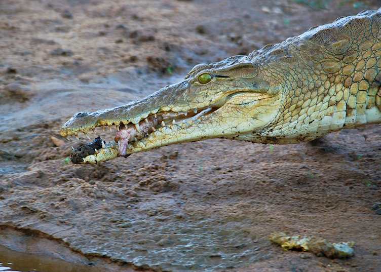 Crocodile in Tsavo National Park