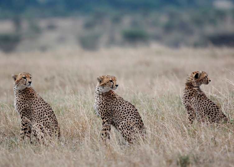 Cheetah in the Masai Mara