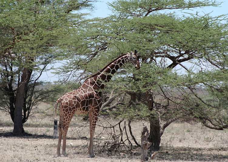 Reticulated giraffe in Shaba