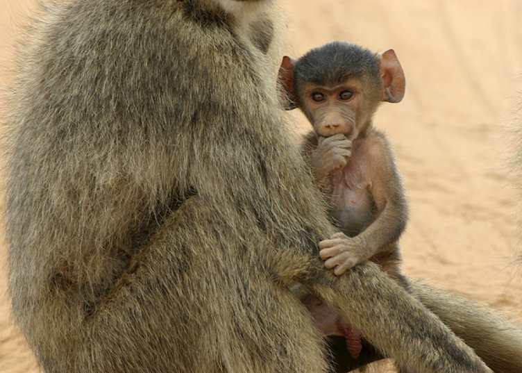Young baboon in Tsavo