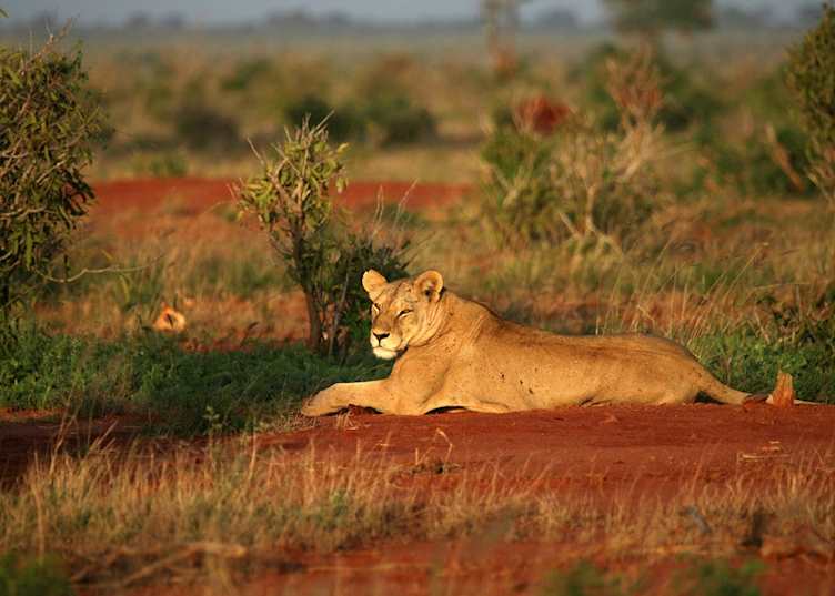 Lion in Tsavo West National Park
