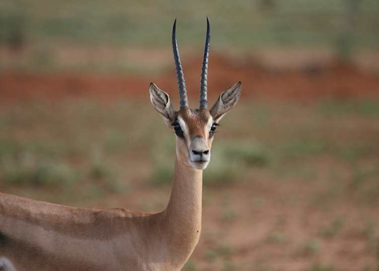 Tsavo West, Kenya