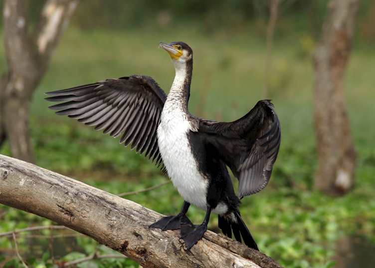 White breasted cormorant at Lake Naivasha