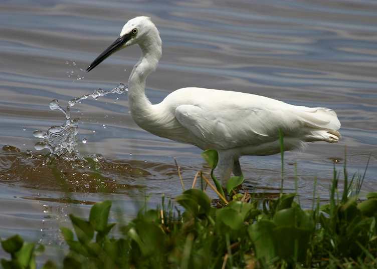 White egret in Lake Naivasha