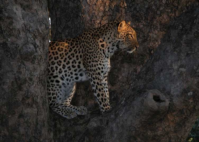 Leopard in a sausage tree