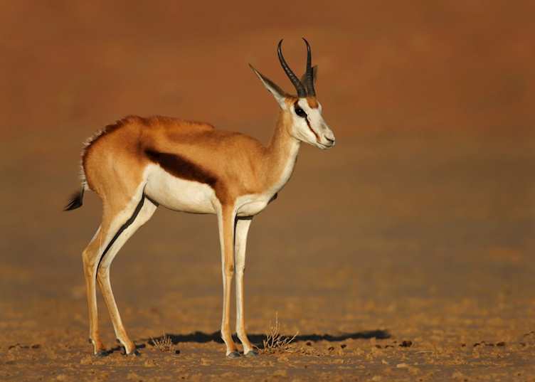 Springbok, Kalahari