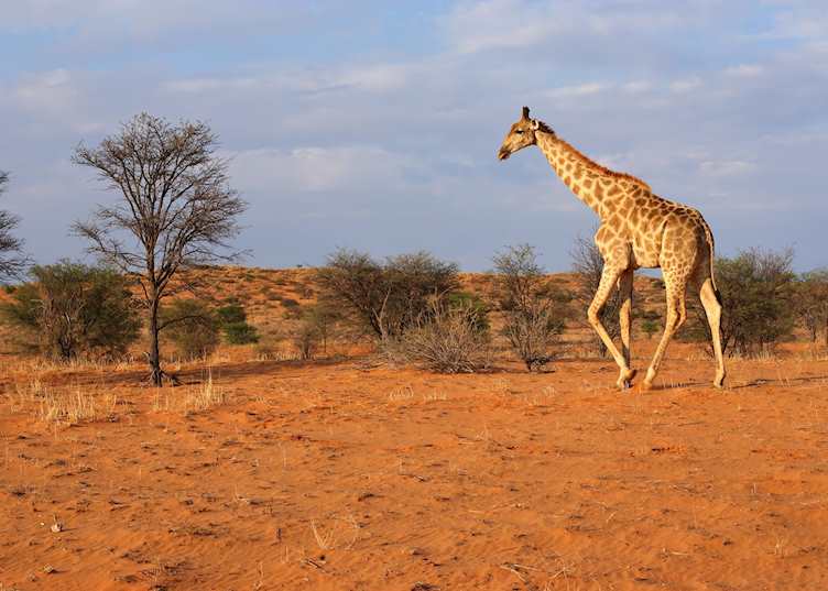 Giraffe in the Kalahari Desert