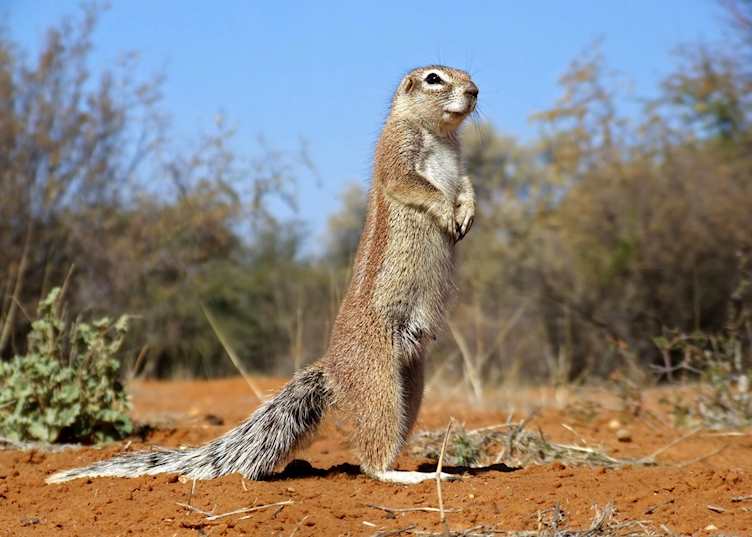 Ground squirrel in the Kalahari Desert