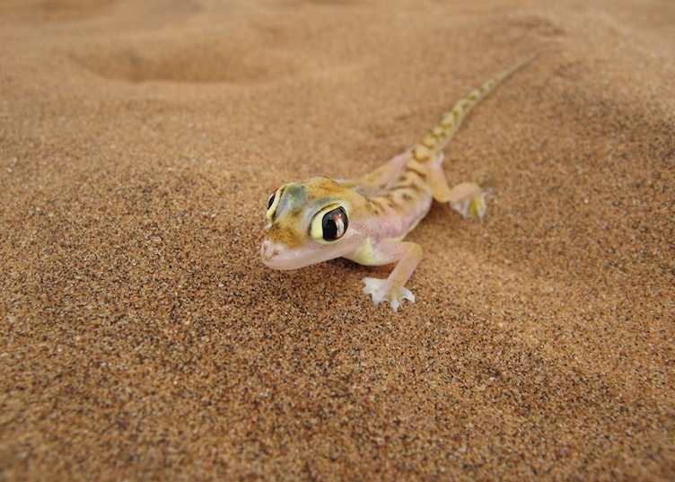 Desert lizard