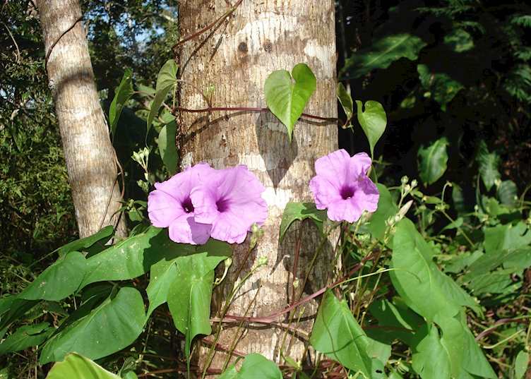 Native flora, Cristalino Jungle Lodge