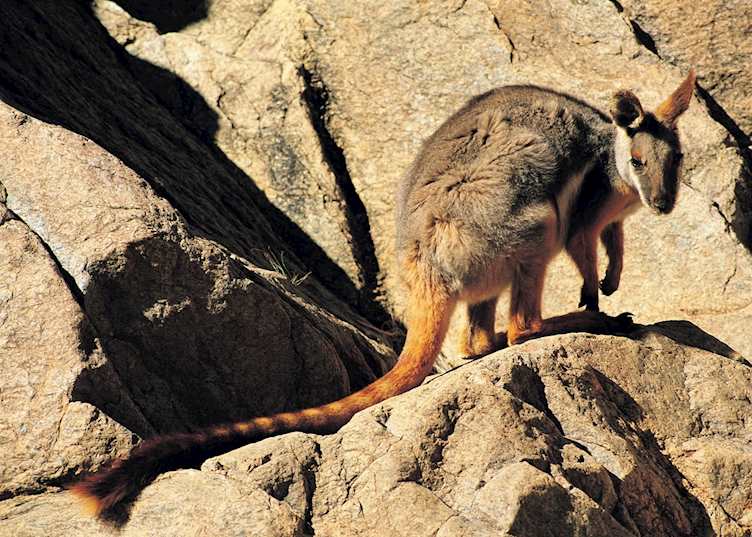 Rock Wallaby, Flinders Ranges