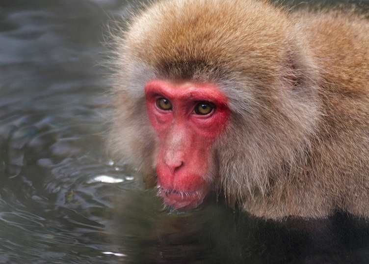 Yudanaka monkey