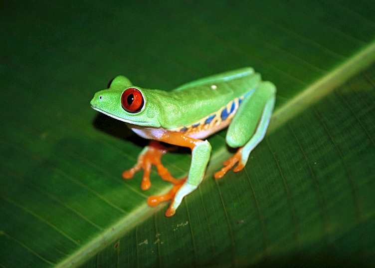Red-eyed tree frog, Costa Rica