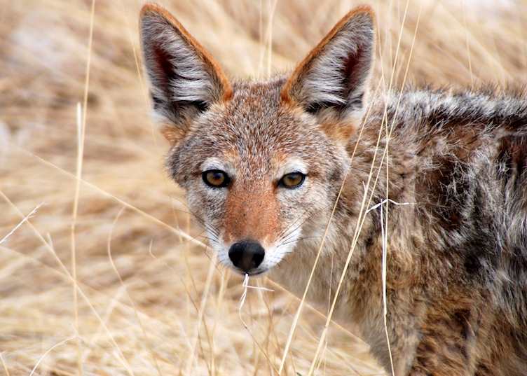 Black backed jackal