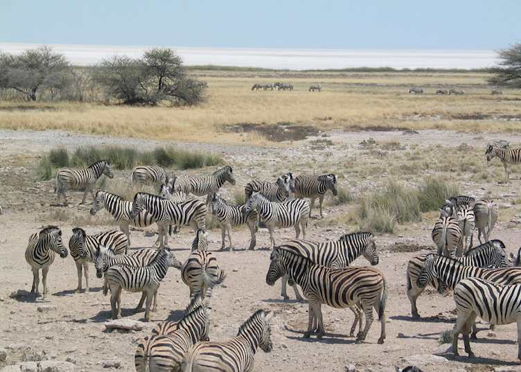 Zebra beside the Etosha Pan