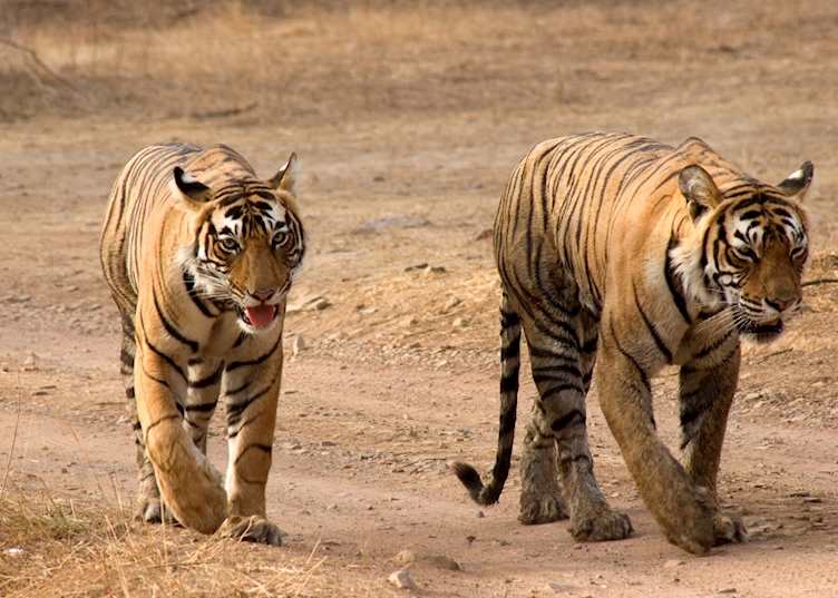Bengal Tiger and her cub