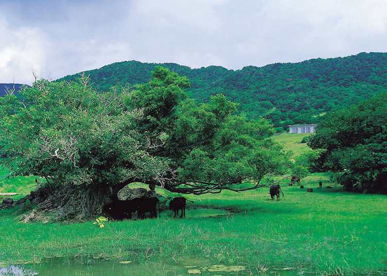 Pasture, Ishigaki
