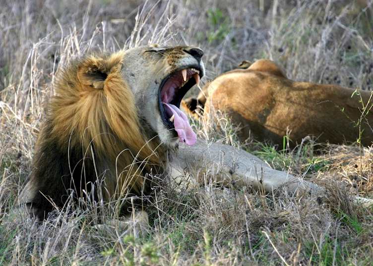 Lion in Mikumi National Park