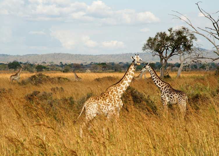 Giraffe in Mikumi National Park