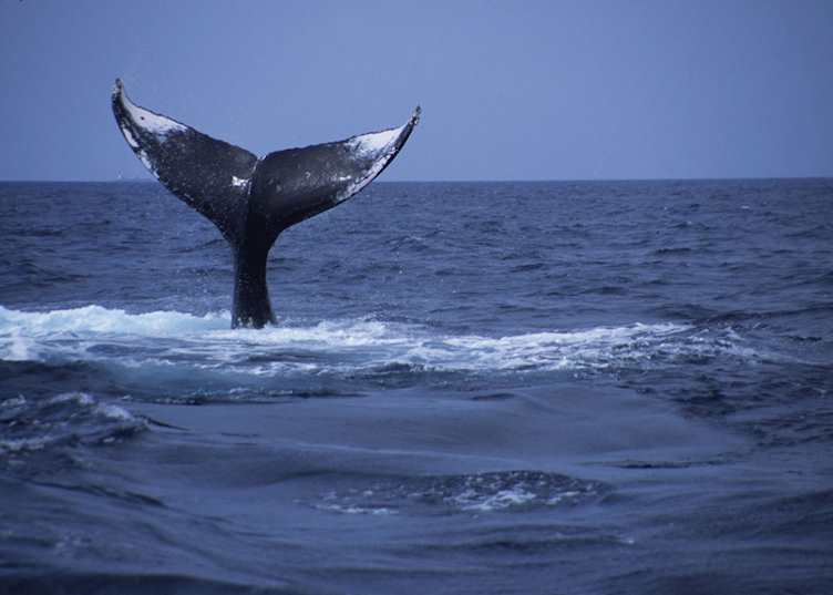 Whale watching, off Zamami Island