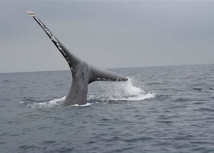 Humpback whake off Zamami Island