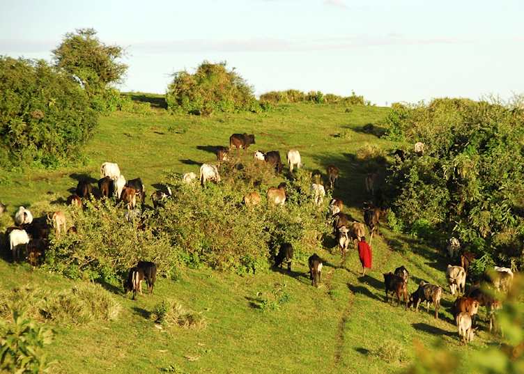 Maasai in the Ngorongoro Highlands