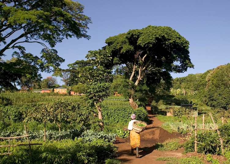 A farm near Karatu, up in the Ngorongoro Highlands