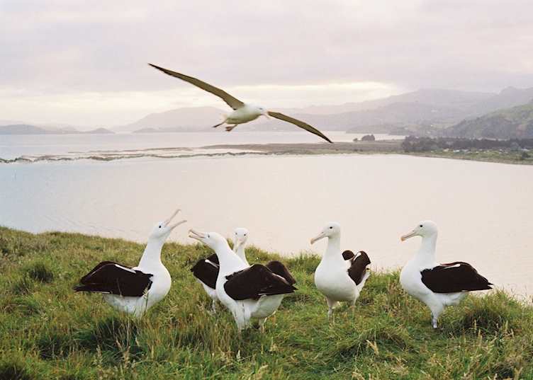 Royal albatross, Otago Peninsula