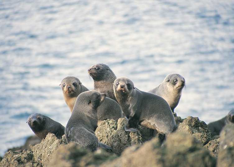 New Zealand Fur Seals, Otago Peninsula