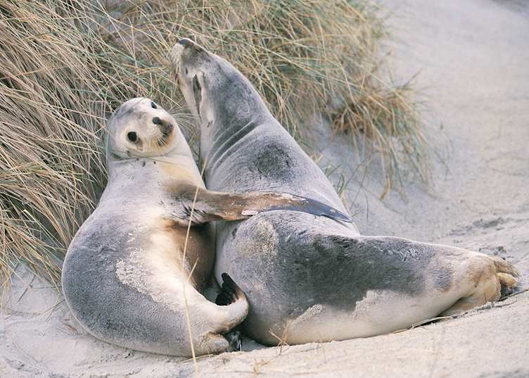 New Zealand Fur Seals, Otago Peninsula