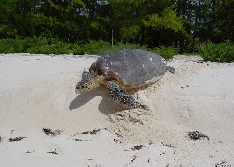 Hawskbill turtle, Bird Island