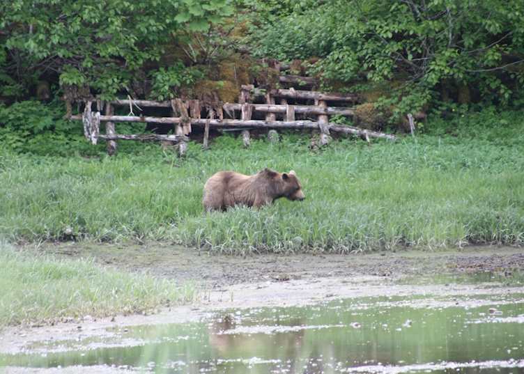 Brown Bear at Pack Creek, Admiralty Island