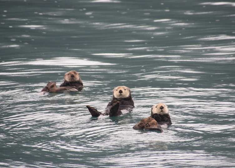 Sea otters, Prince William Sound