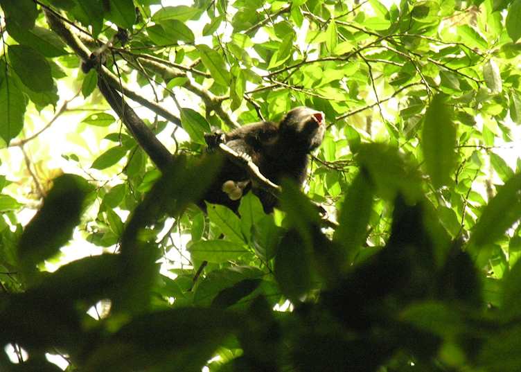 Male howler monkey in the grounds of Manatus Lodge, Tortuguero National Park