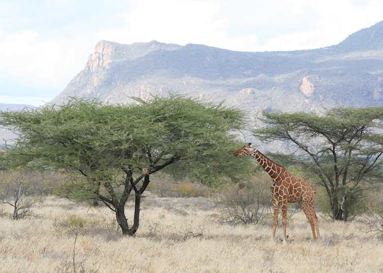 Rothschild's giraffe, Shaba Reserve