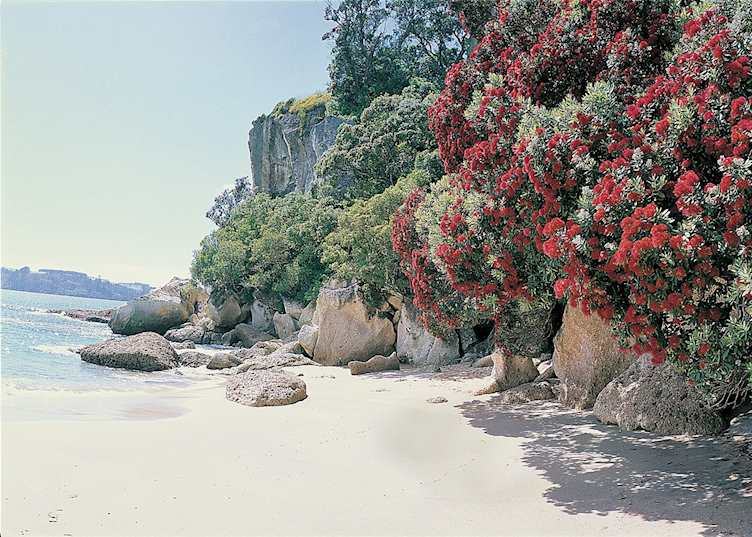 Lonely Bay, Coromandel Peninsula