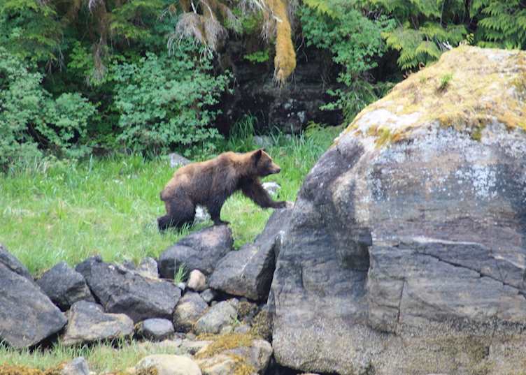 Brown bear, Misty Fjords National Monument