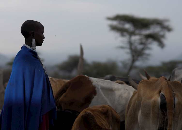 Maasai woman with her cattle