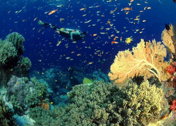 Diving in Southern Thailand is a wonderful experience
