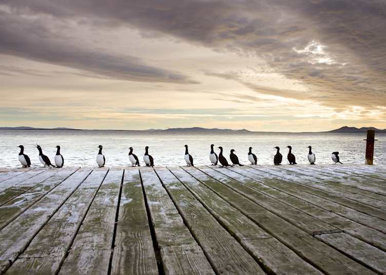 Pebble Island, The Falkland Islands