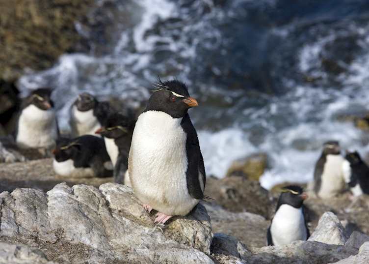 Pebble Island, The Falkland Islands