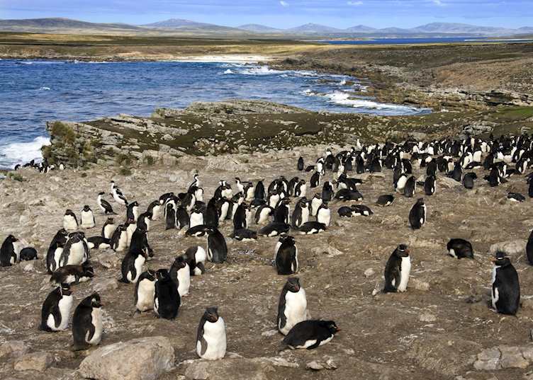 Pebble Island, The Falkland Islands